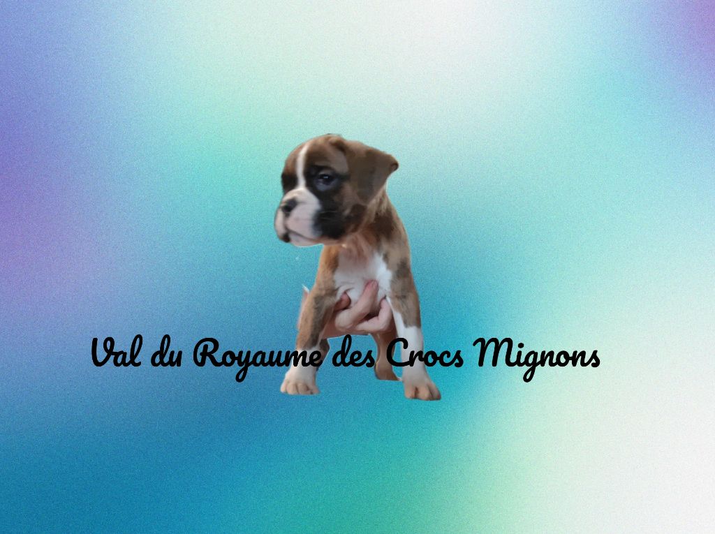 Du Royaume Des Crocs Mignons - Chiot disponible  - Boxer