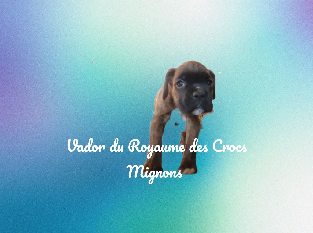 Du Royaume Des Crocs Mignons - Chiot disponible  - Boxer