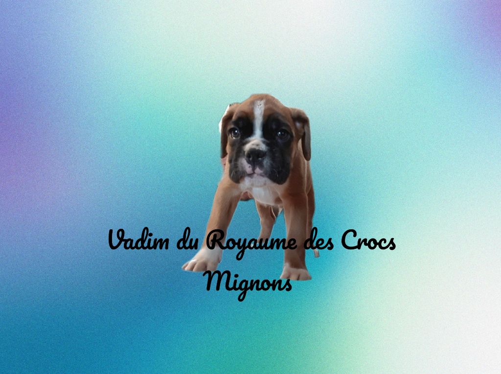 Du Royaume Des Crocs Mignons - Chiot disponible  - Boxer