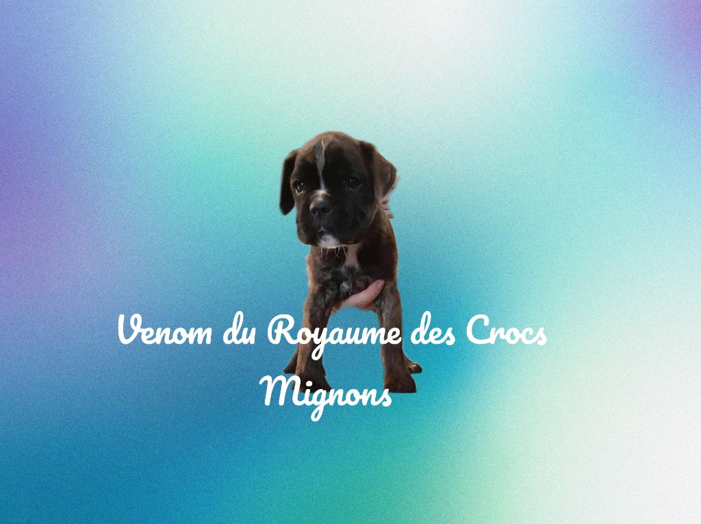 Du Royaume Des Crocs Mignons - Chiot disponible  - Boxer