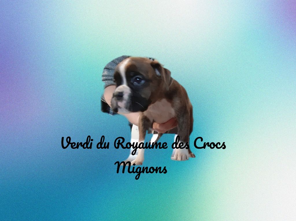 Du Royaume Des Crocs Mignons - Chiot disponible  - Boxer