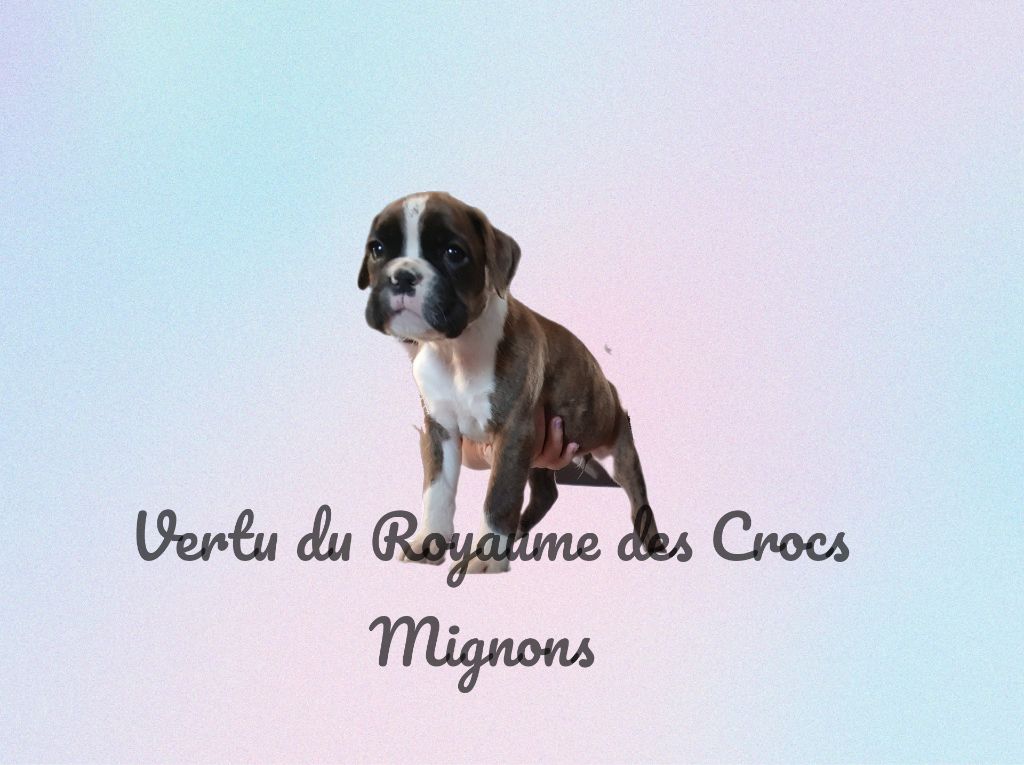 Du Royaume Des Crocs Mignons - Chiot disponible  - Boxer