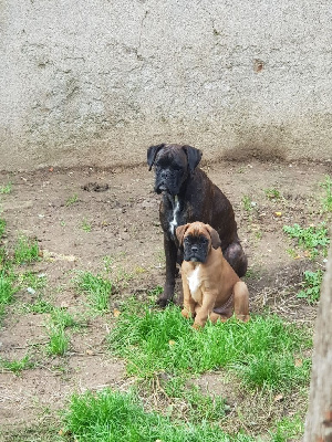 Du Royaume Des Crocs Mignons - Boxer - Portée née le 12/09/2024