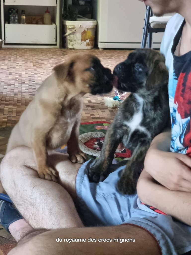 Du Royaume Des Crocs Mignons - Reste 2 bébés boxer mâles lof disponible 
