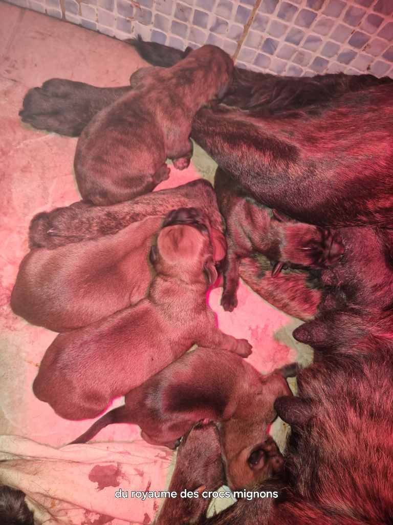 Du Royaume Des Crocs Mignons - Bébés boxer nés