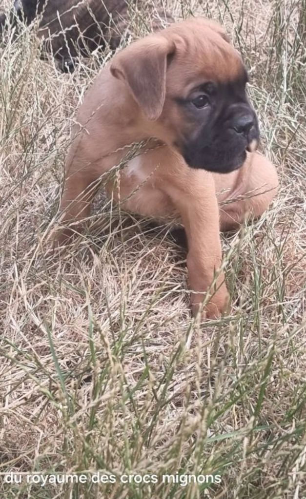 Chiot Boxer Du Royaume Des Crocs Mignons