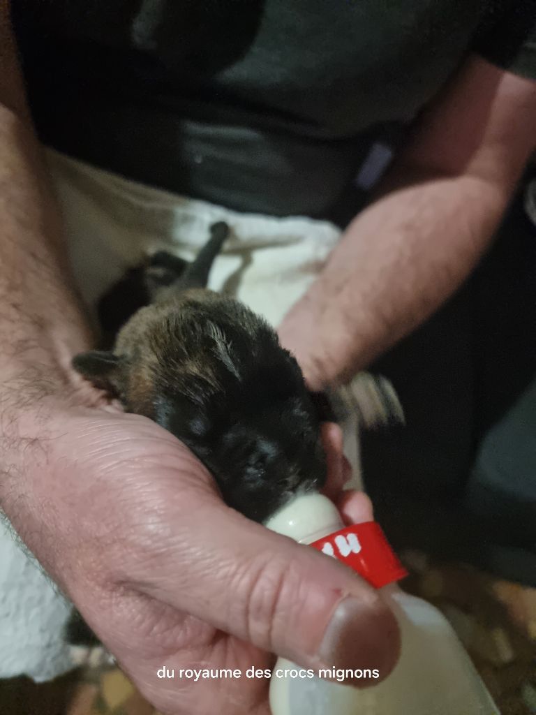 Du Royaume Des Crocs Mignons - Chiots disponibles - Boxer