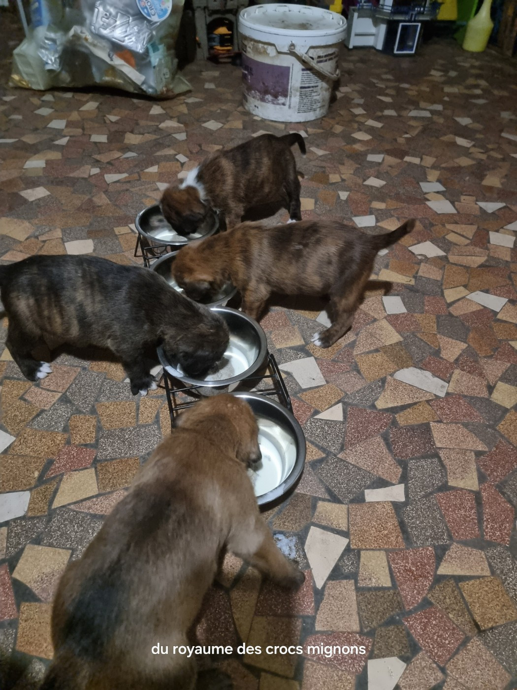 Du Royaume Des Crocs Mignons - Boxer - Portée née le 13/12/2025