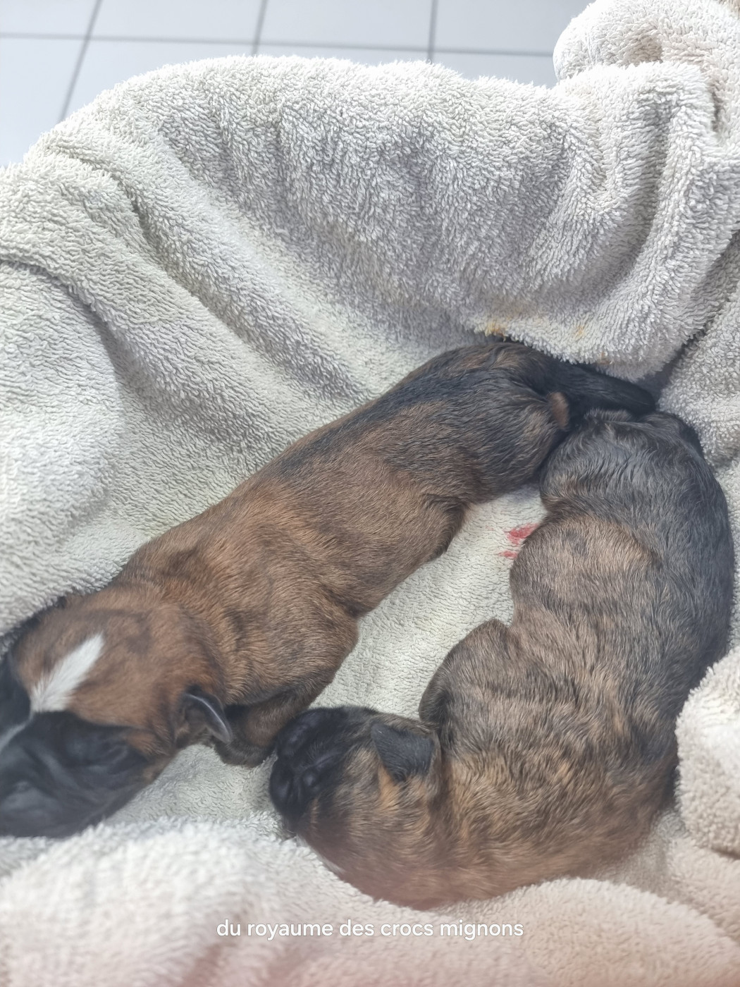 Du Royaume Des Crocs Mignons - Boxer - Portée née le 05/07/2026