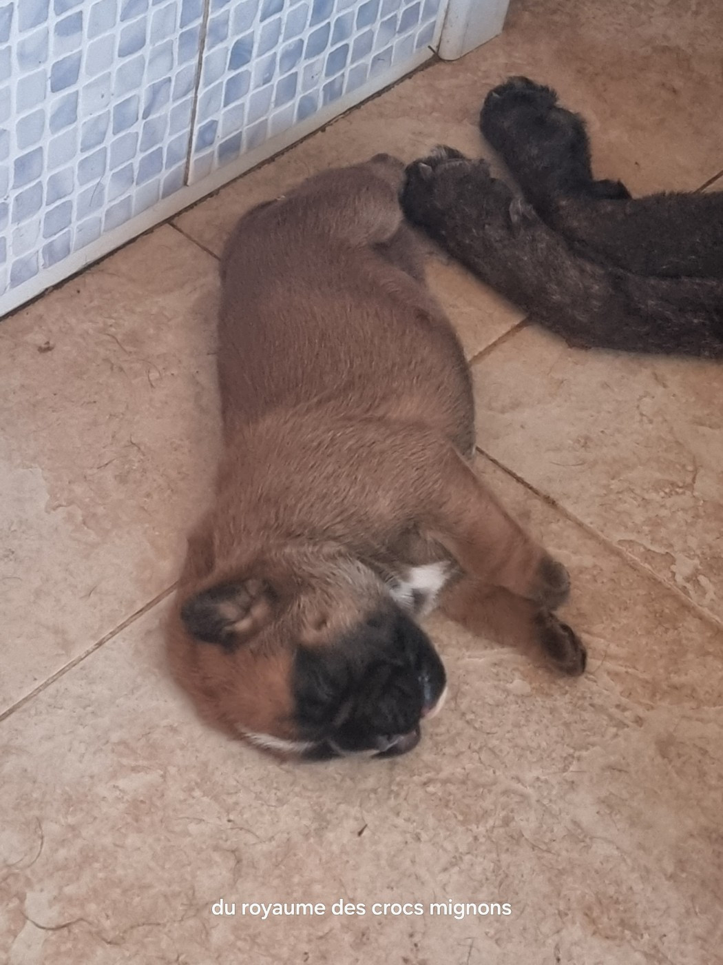 Du Royaume Des Crocs Mignons - Chiots disponibles - Boxer