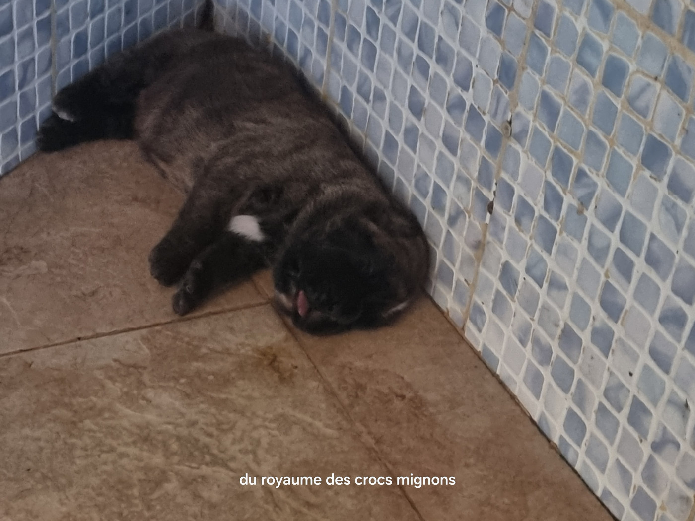 Du Royaume Des Crocs Mignons - Chiots disponibles - Boxer