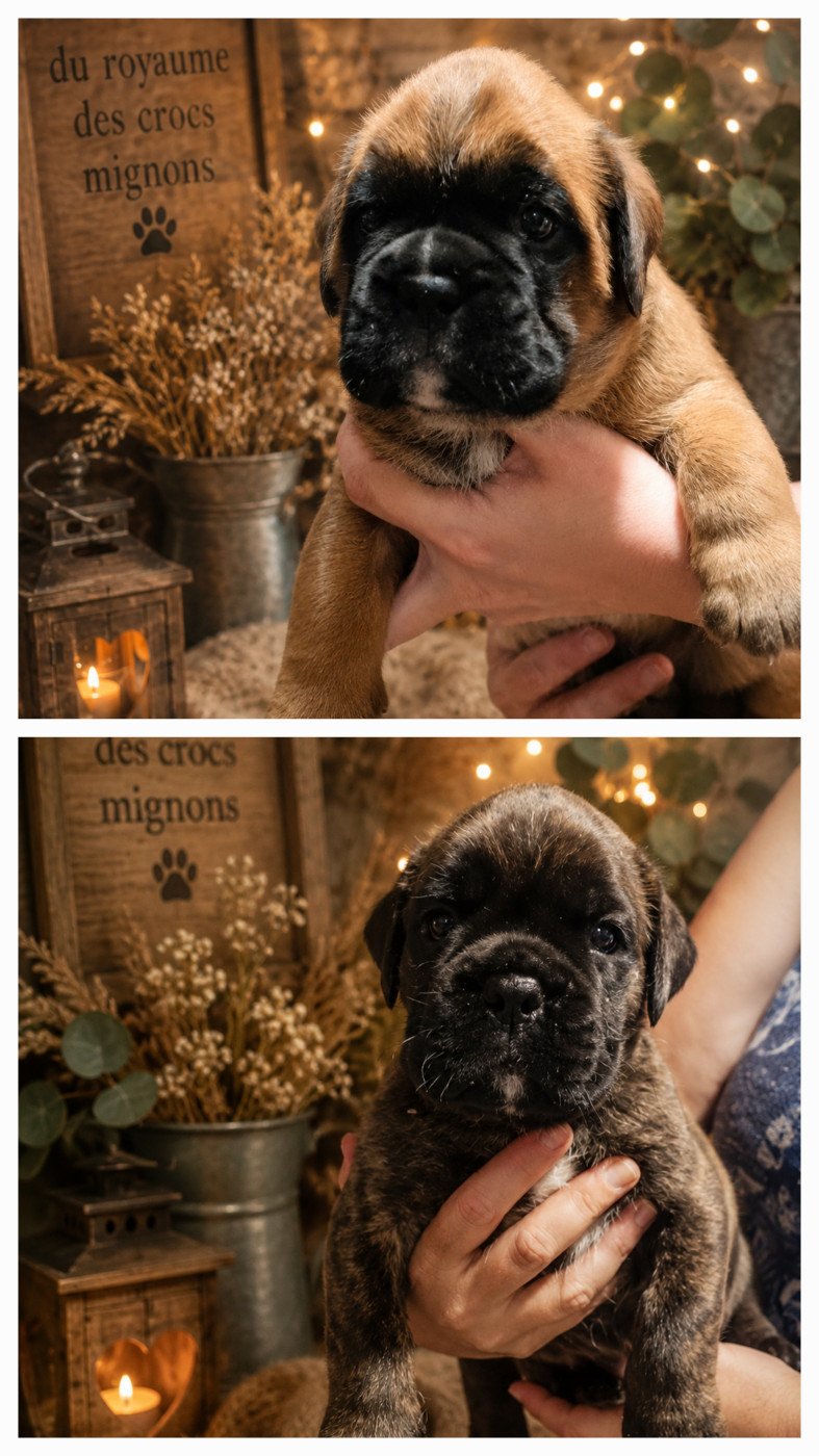 Chiot Boxer Du Royaume Des Crocs Mignons