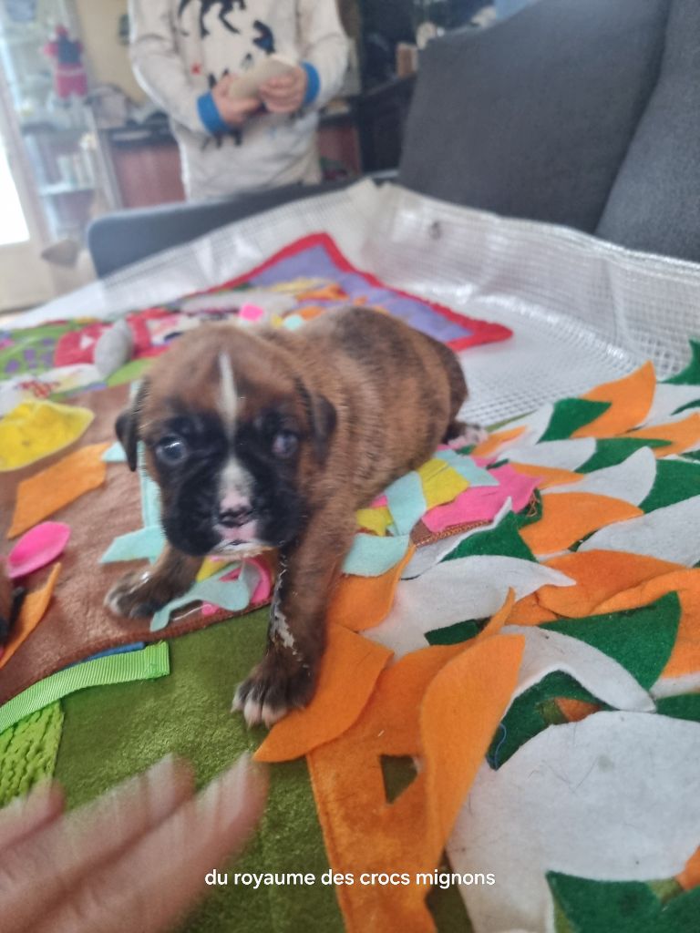 Du Royaume Des Crocs Mignons - Chiots disponibles - Boxer