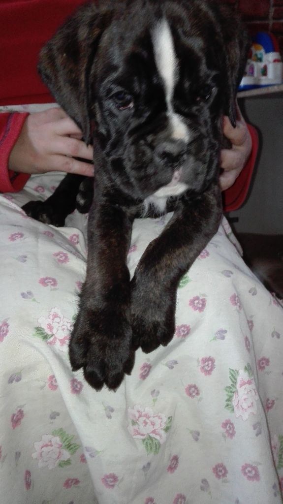 Du Royaume Des Crocs Mignons - Boxer - Portée née le 21/11/2017