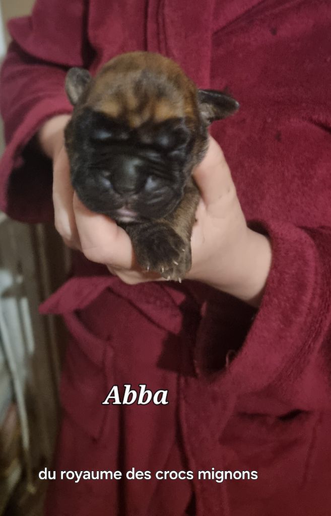 Du Royaume Des Crocs Mignons - Chiots disponibles - Boxer