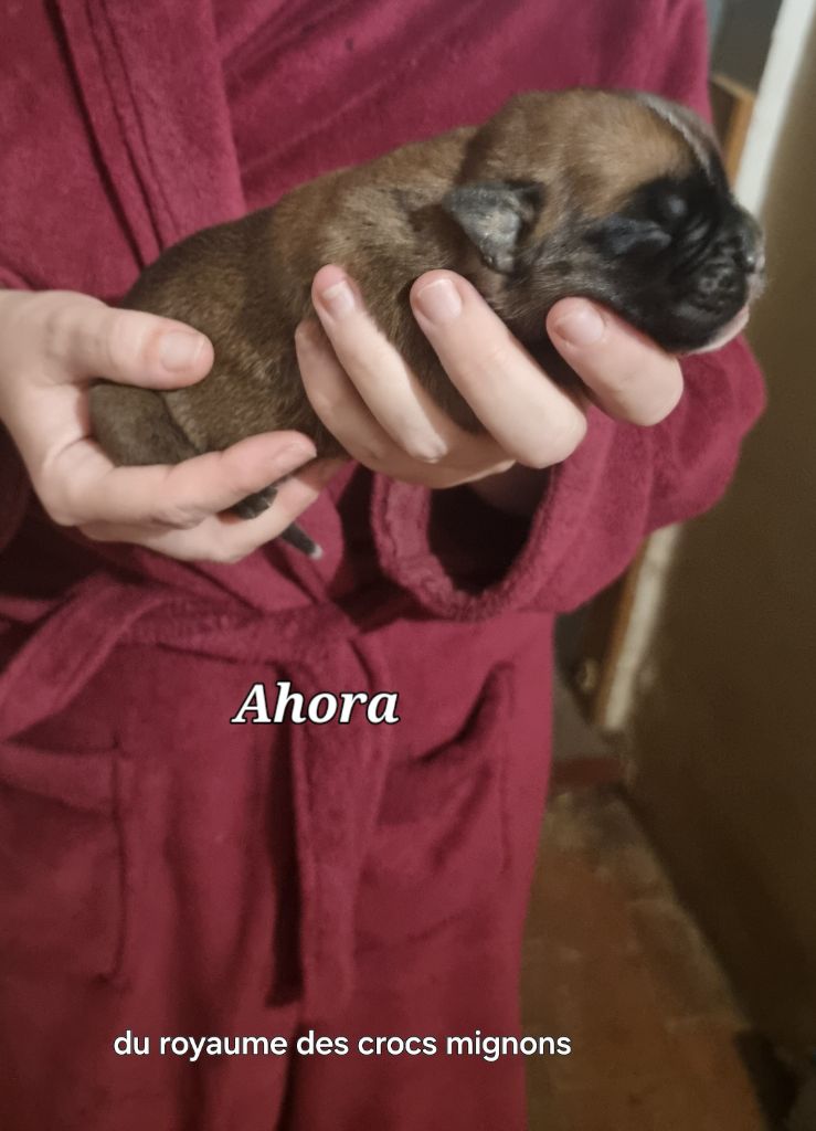 Du Royaume Des Crocs Mignons - Chiots disponibles - Boxer