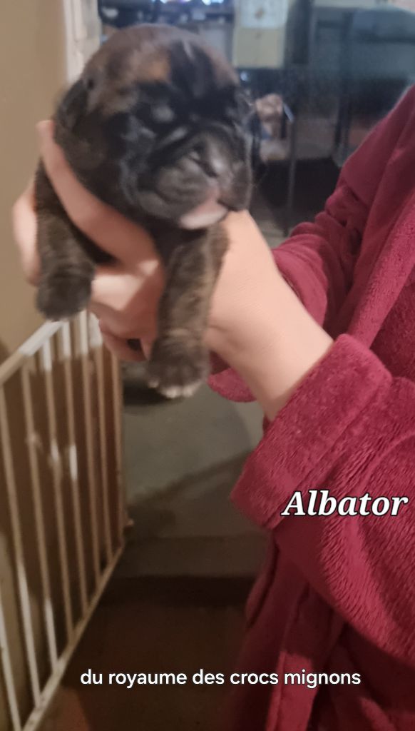 Du Royaume Des Crocs Mignons - Chiots disponibles - Boxer