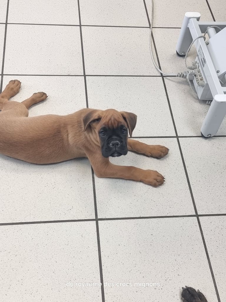 Du Royaume Des Crocs Mignons - Chiots disponibles - Boxer
