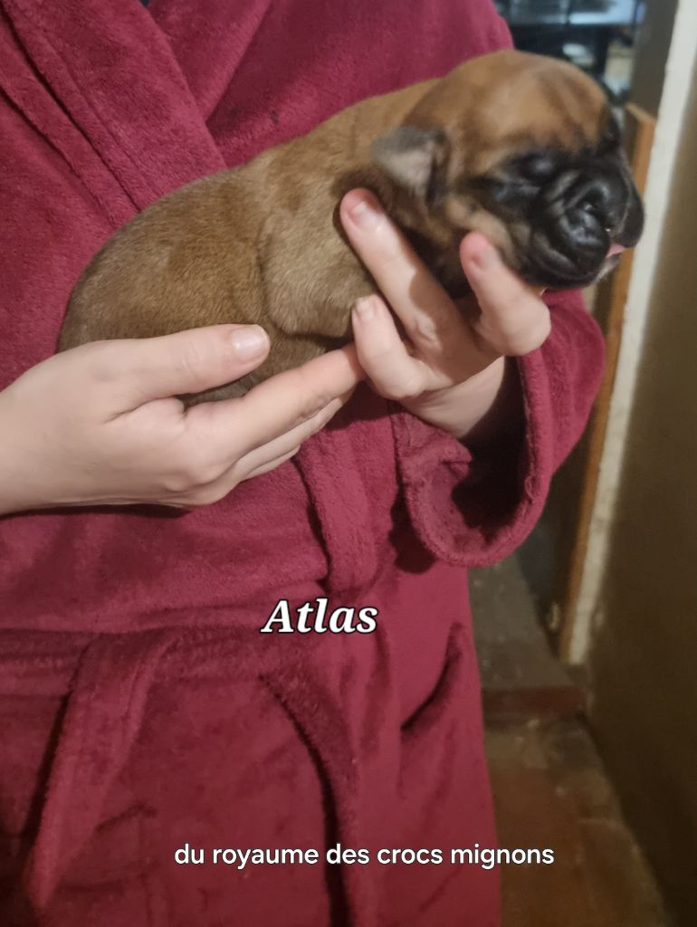 Du Royaume Des Crocs Mignons - Chiots disponibles - Boxer
