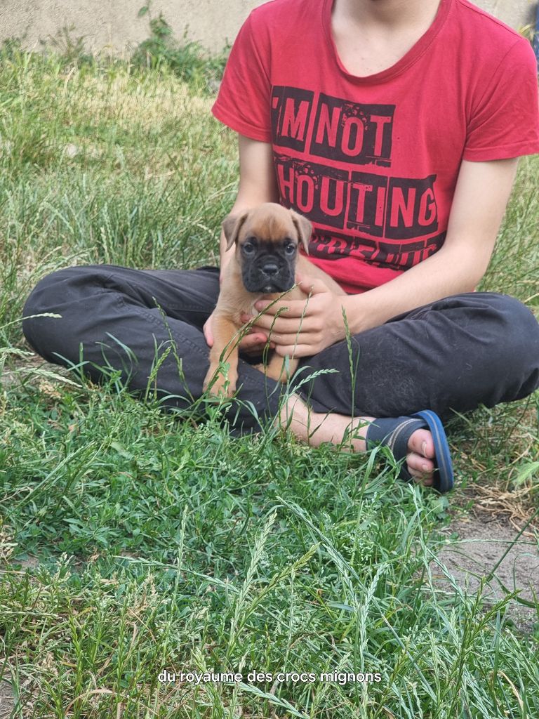 Du Royaume Des Crocs Mignons - Chiots disponibles - Boxer