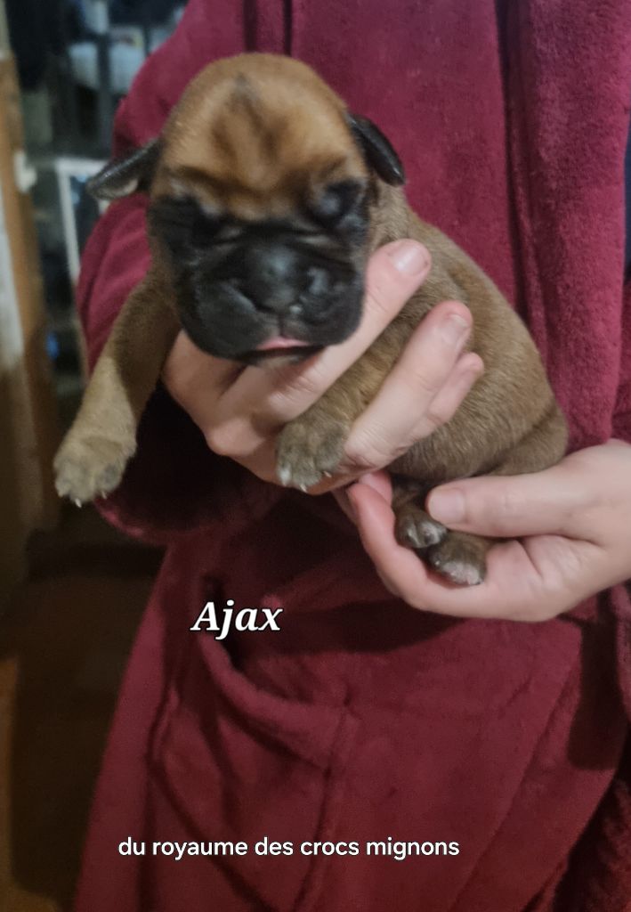 Du Royaume Des Crocs Mignons - Chiots disponibles - Boxer
