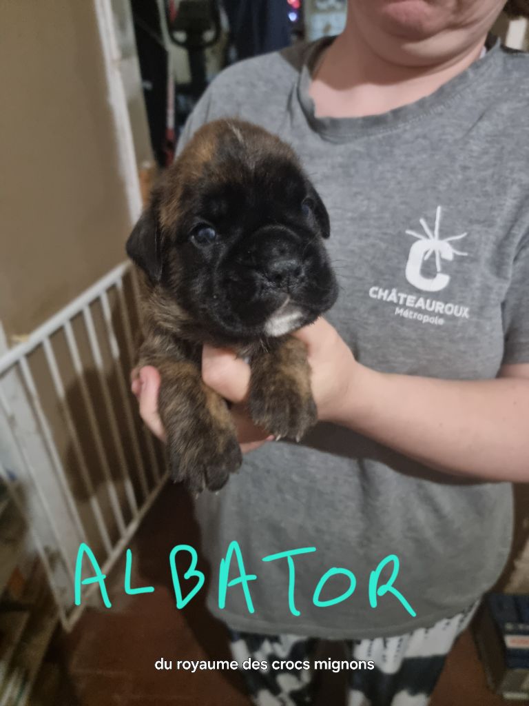 Du Royaume Des Crocs Mignons - Chiots disponibles - Boxer
