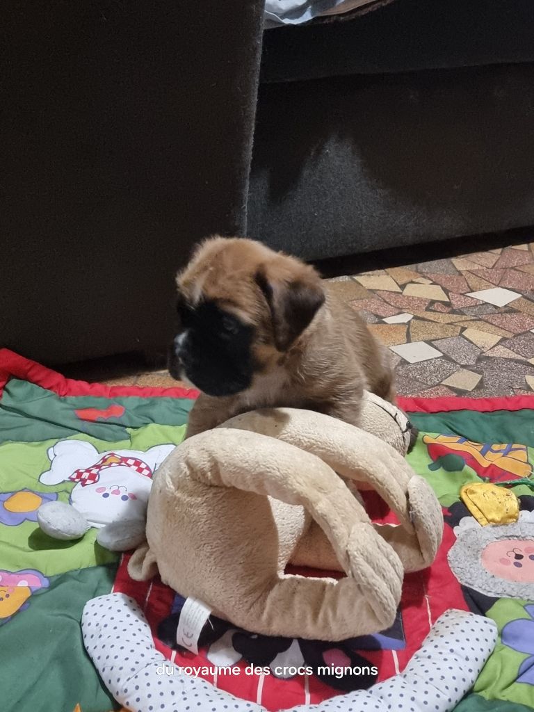 Du Royaume Des Crocs Mignons - Chiots disponibles - Boxer