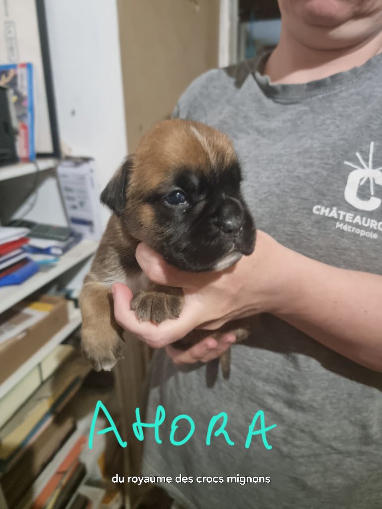 Du Royaume Des Crocs Mignons - Chiots disponibles - Boxer