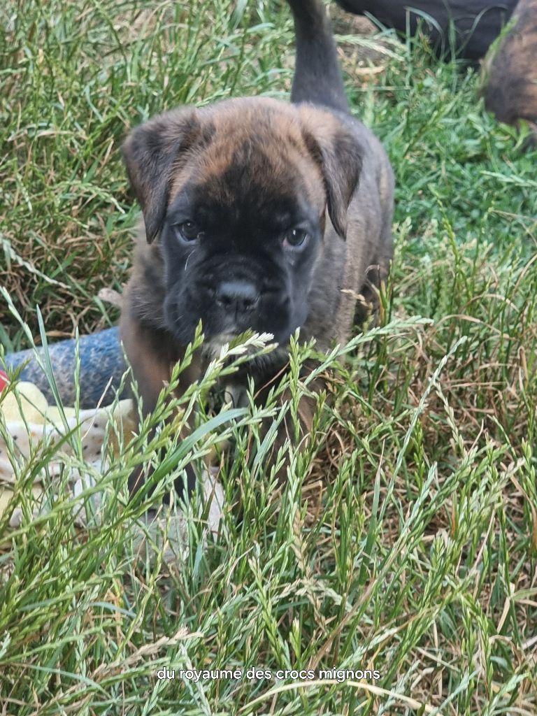 Du Royaume Des Crocs Mignons - Chiots disponibles - Boxer