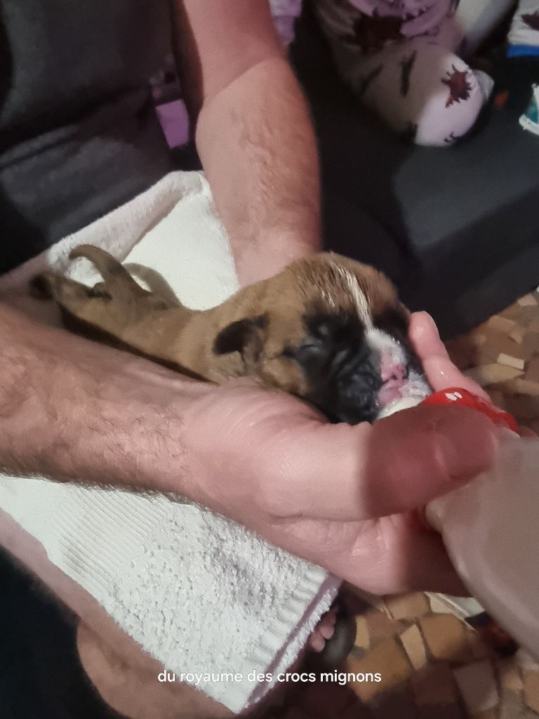 Du Royaume Des Crocs Mignons - Chiots disponibles - Boxer