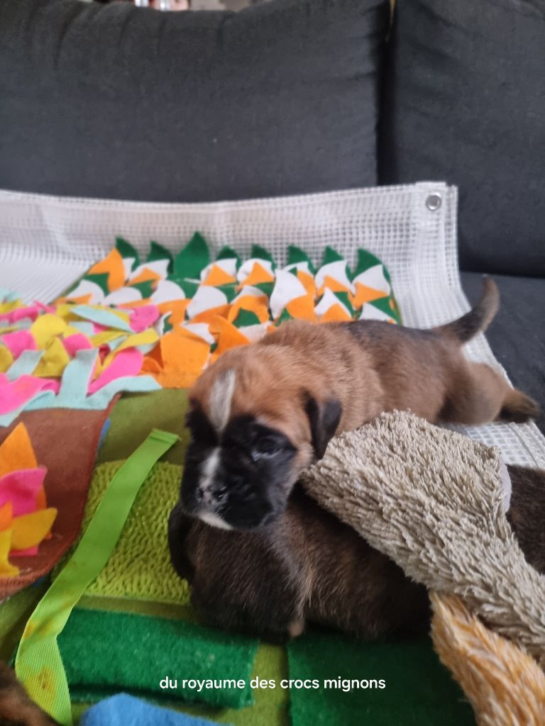 Du Royaume Des Crocs Mignons - Chiots disponibles - Boxer