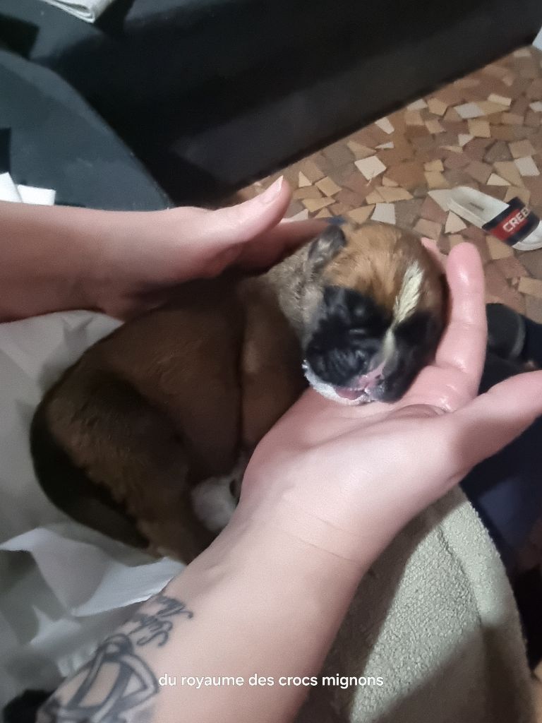 Du Royaume Des Crocs Mignons - Chiots disponibles - Boxer