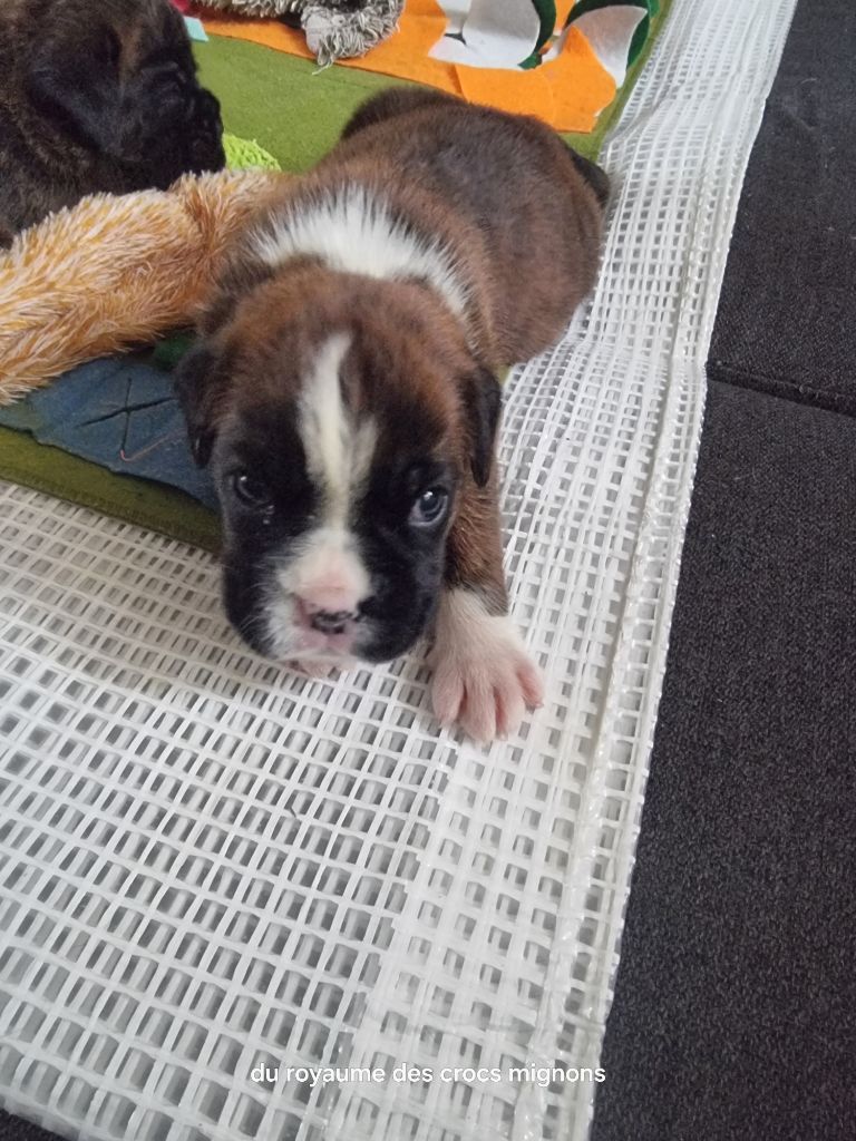Du Royaume Des Crocs Mignons - Chiots disponibles - Boxer