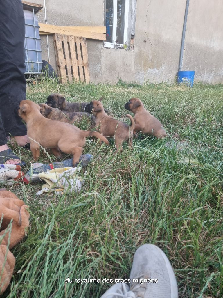 Chiot Boxer Du Royaume Des Crocs Mignons