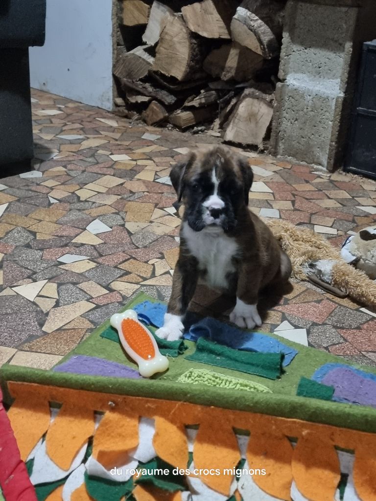 Du Royaume Des Crocs Mignons - Chiots disponibles - Boxer