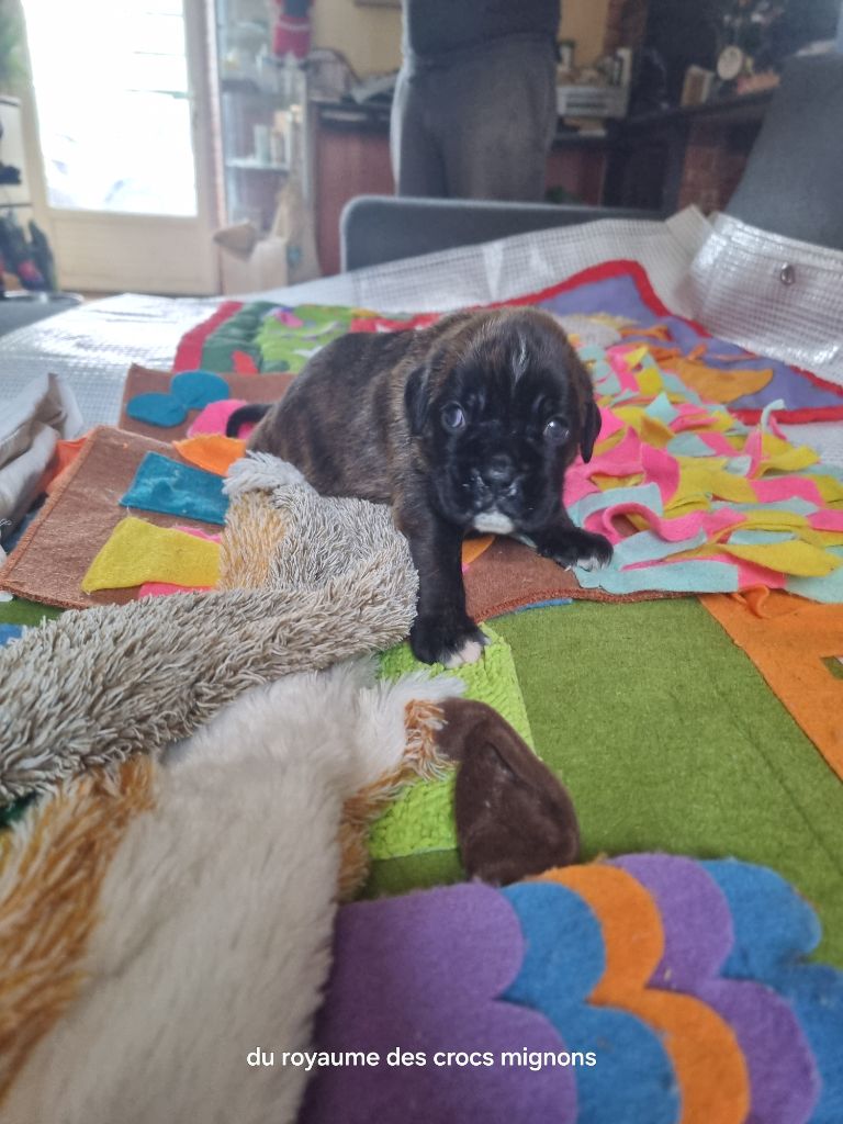 Du Royaume Des Crocs Mignons - Chiots disponibles - Boxer
