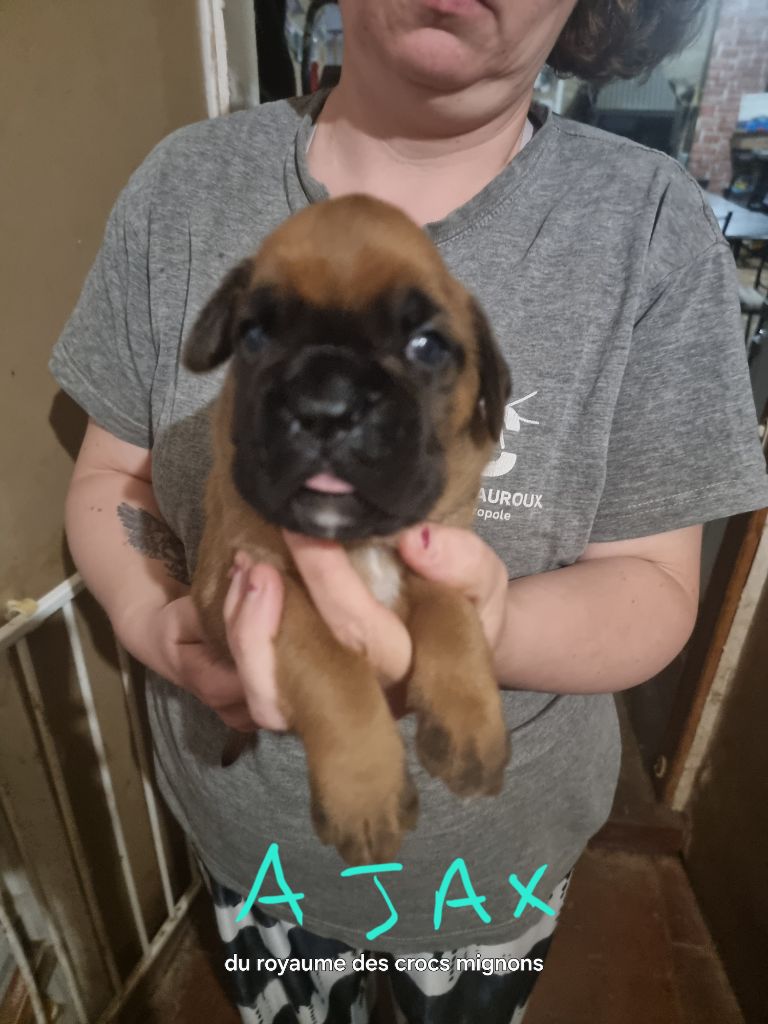 Du Royaume Des Crocs Mignons - Chiots disponibles - Boxer