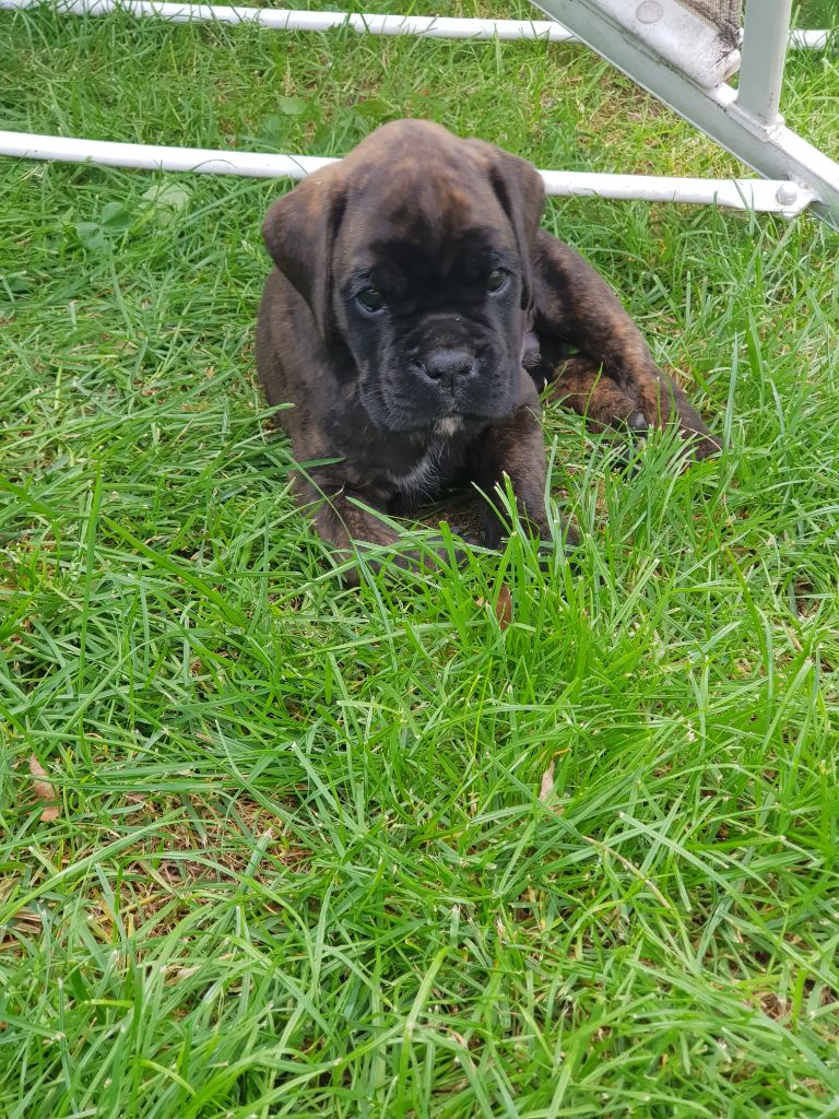 Du Royaume Des Crocs Mignons - Boxer - Portée née le 16/08/2021