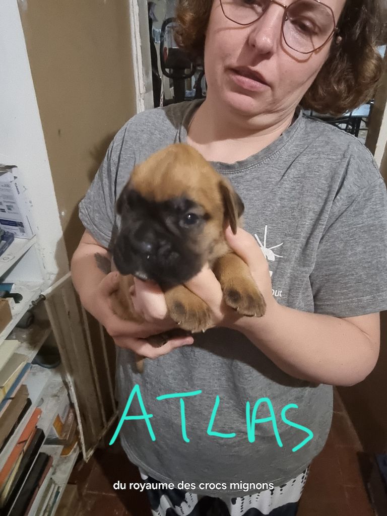 Du Royaume Des Crocs Mignons - Chiots disponibles - Boxer