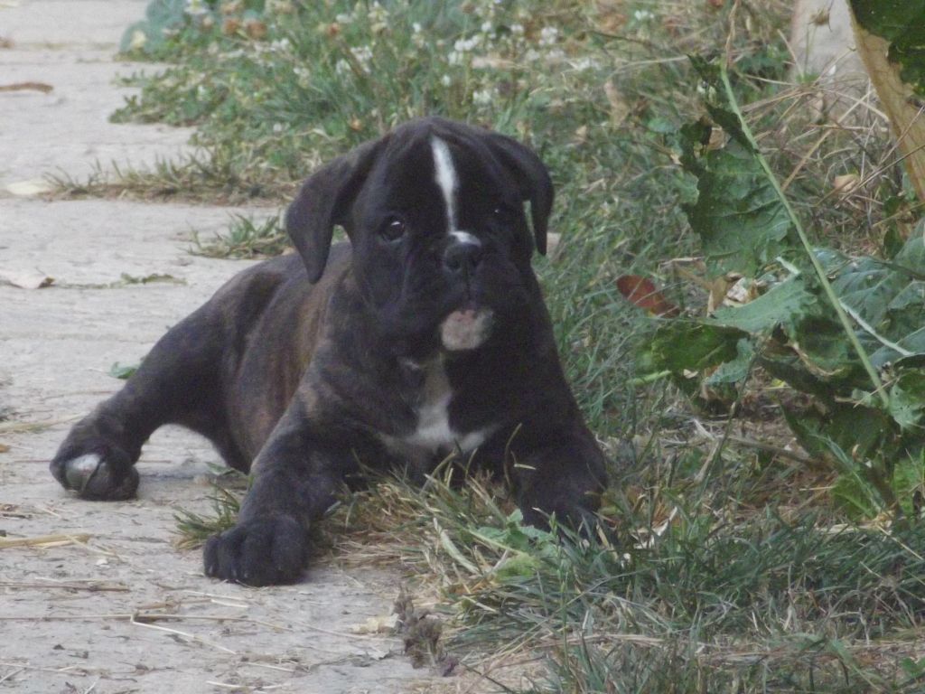 Du Royaume Des Crocs Mignons - Boxer - Portée née le 13/07/2018